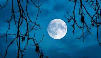 The Moon seen through the branches of a tree.