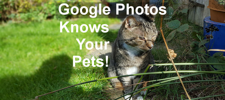 Google Photos can now recognise your pets, such as your dog or cat. It groups them with people.