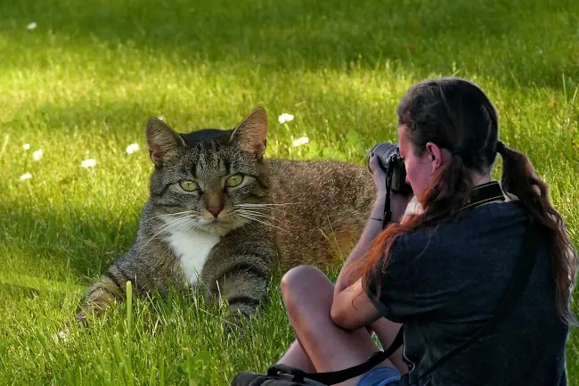 A giant cat being photographed by a woman.