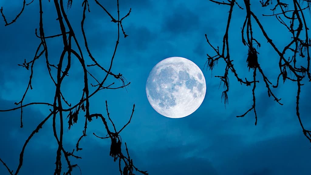 The Moon seen through the branches of a tree.
